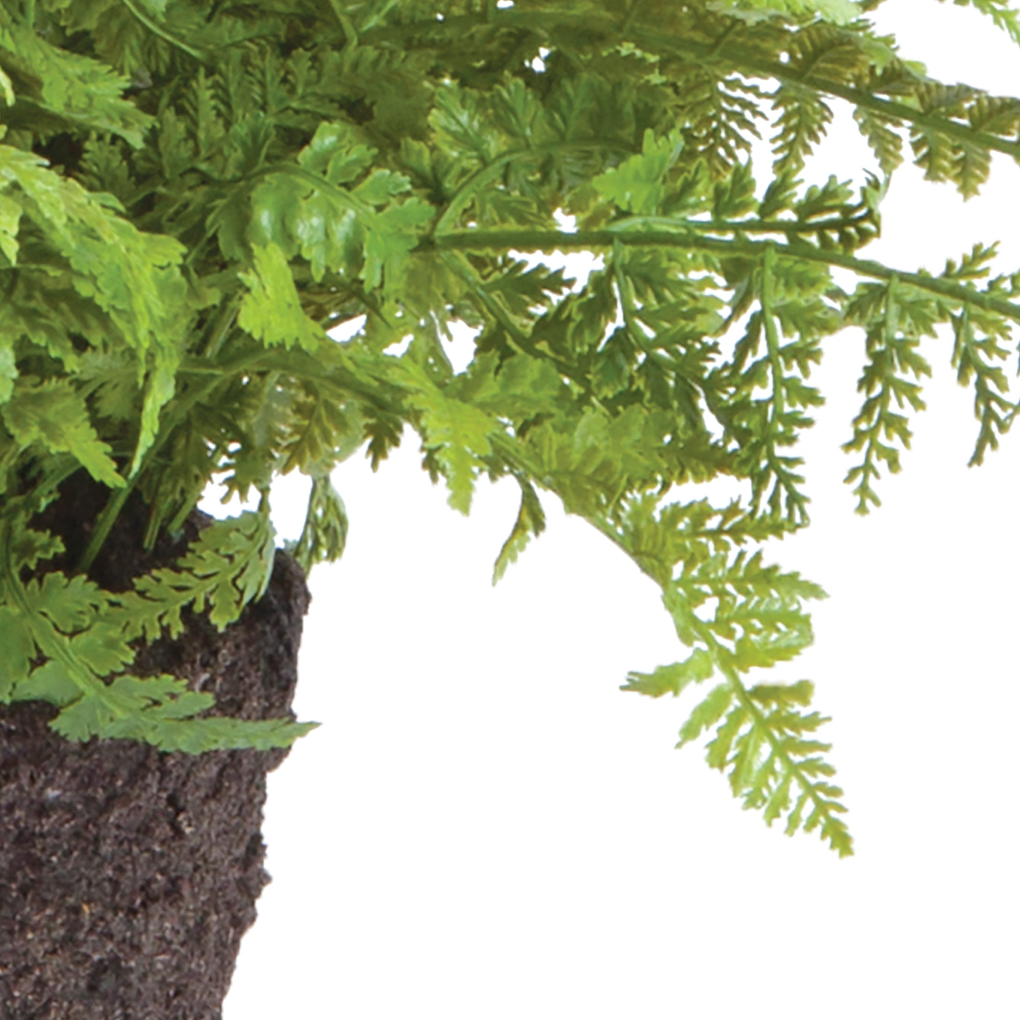 Evergreen Fern Drop-in