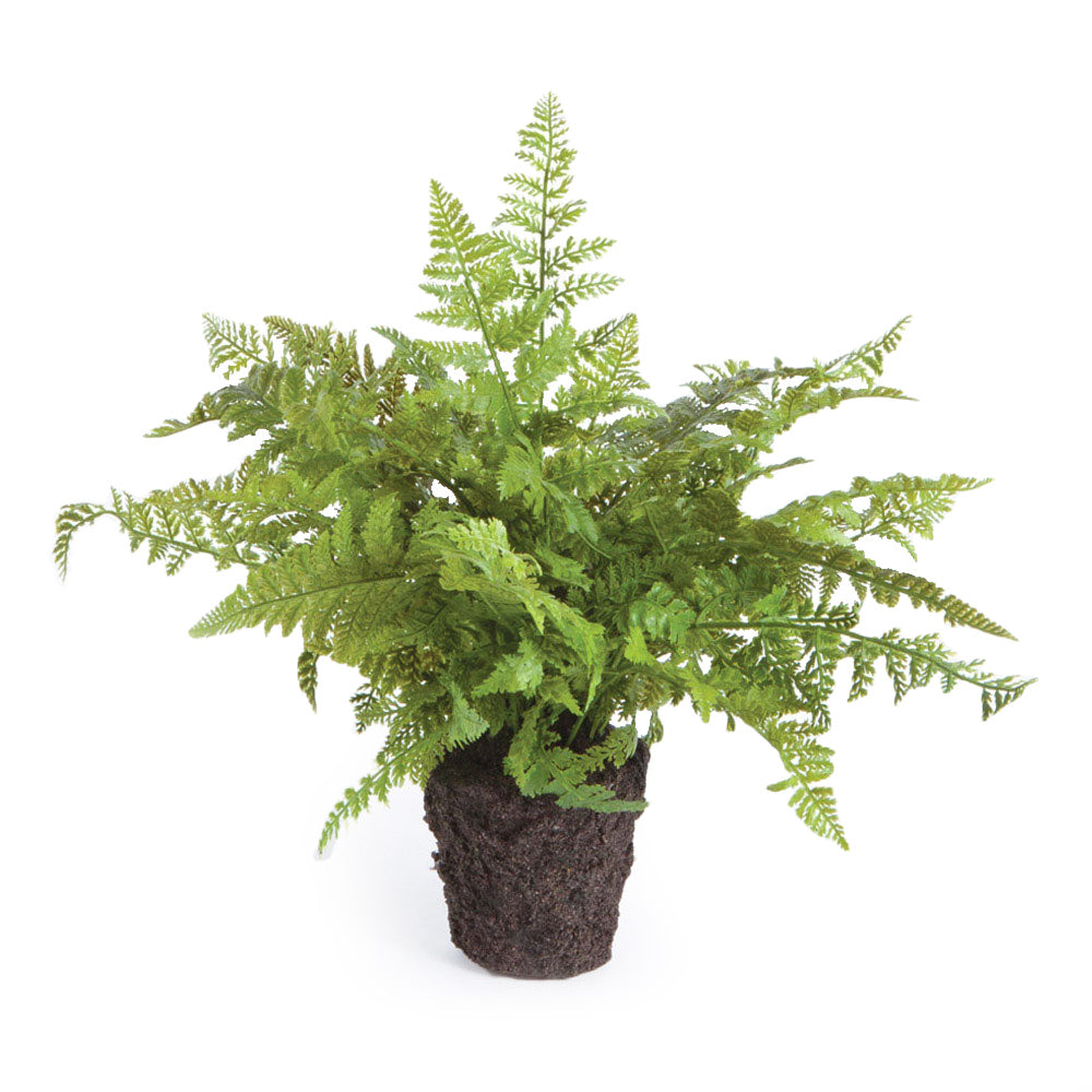 Evergreen Fern Drop-in