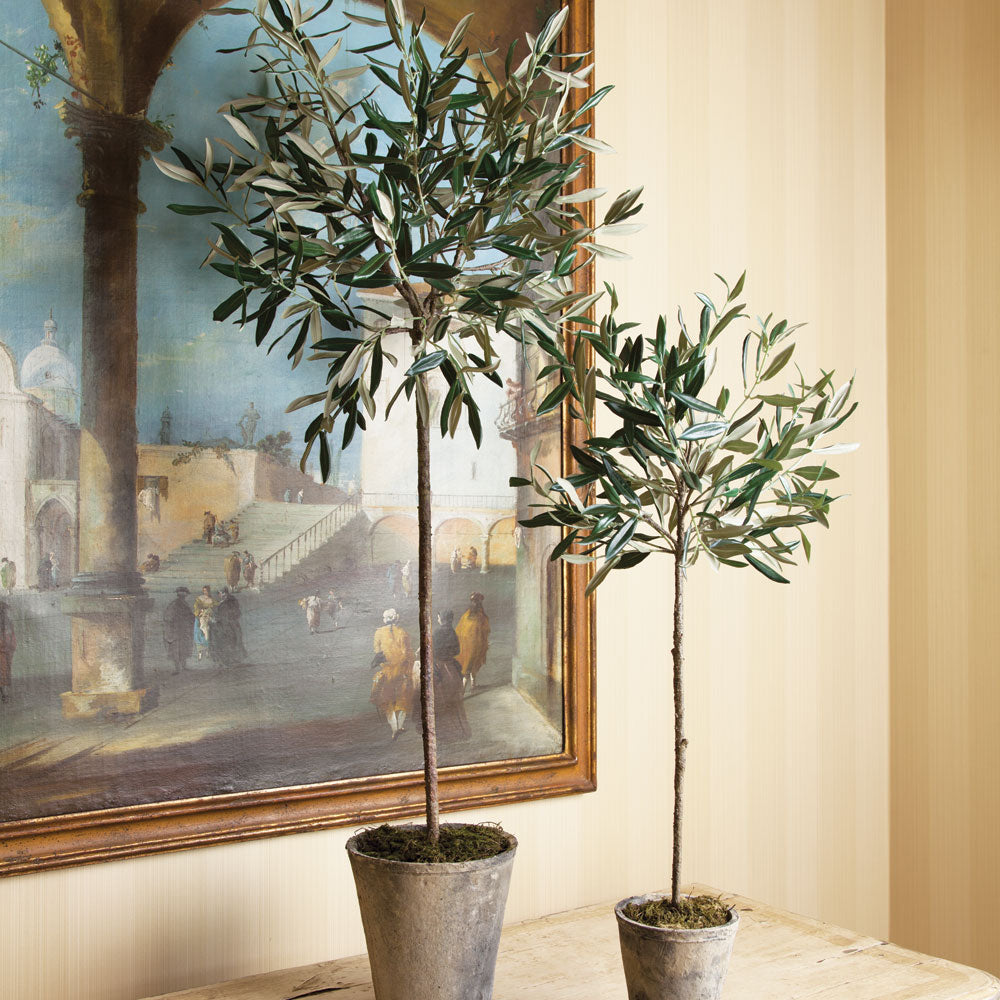 OLIVE TREE POTTED 46""