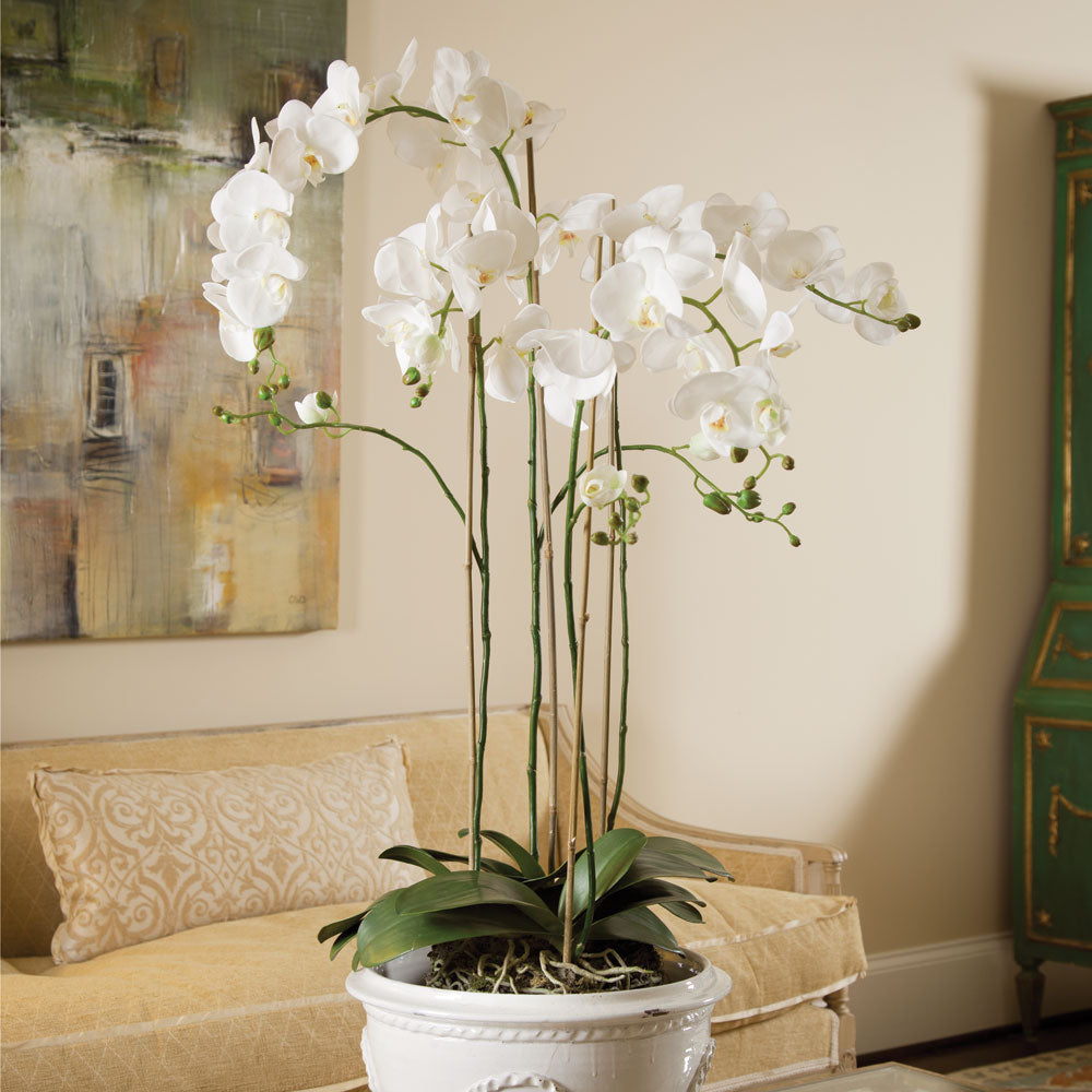 White Phalaenopsis Drop-in
