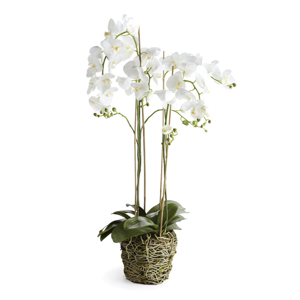 White Phalaenopsis Drop-in
