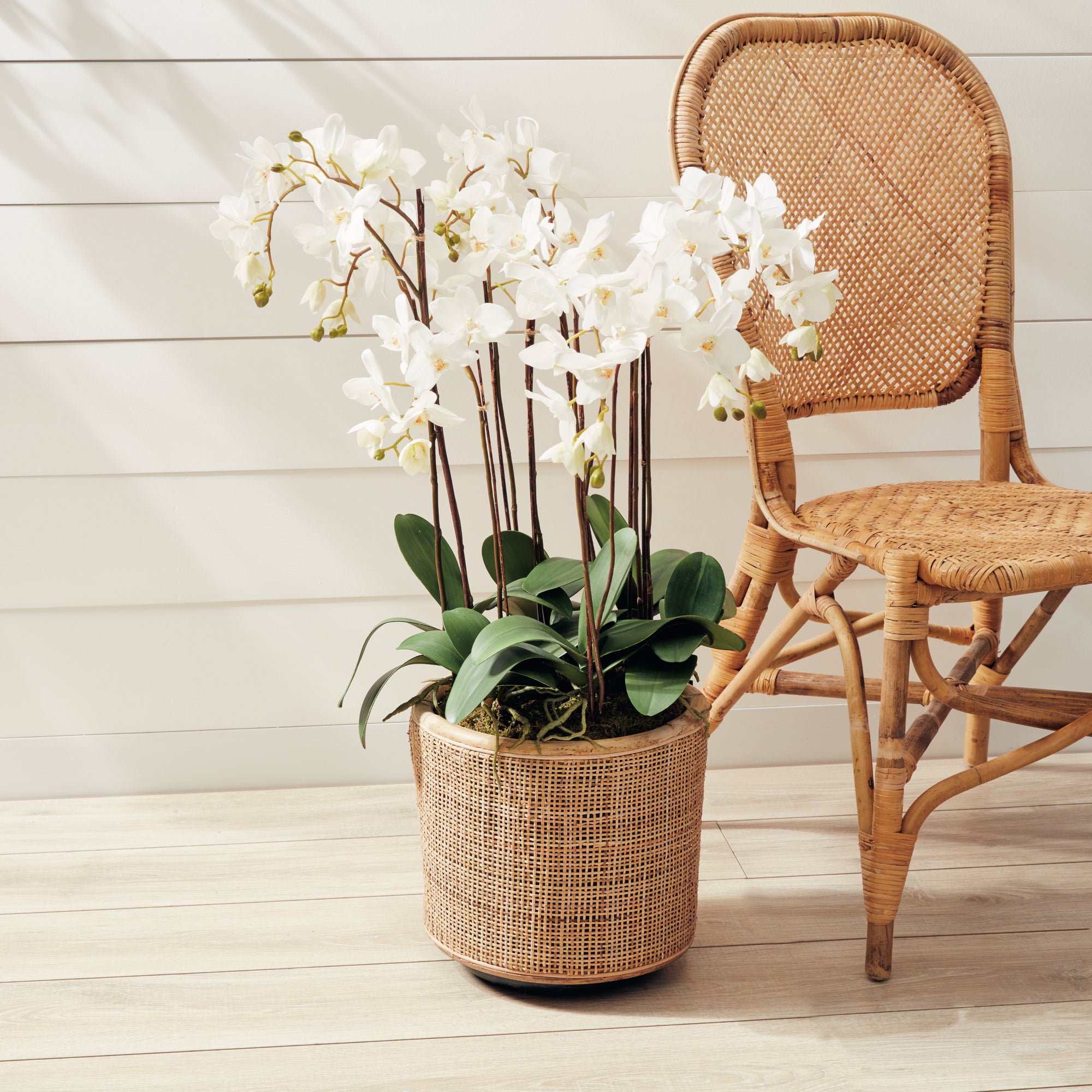 White Phalaenopsis Drop-in