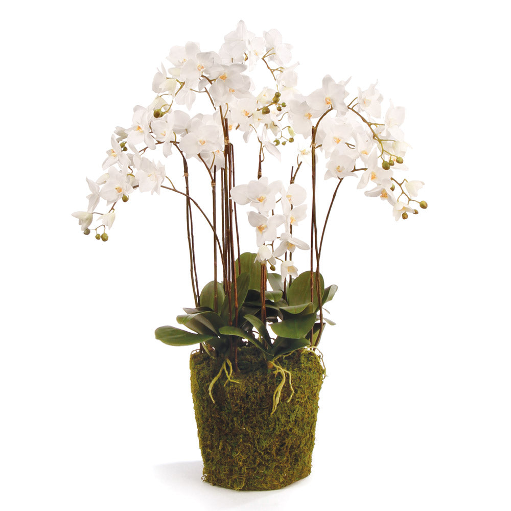 White Phalaenopsis Drop-in
