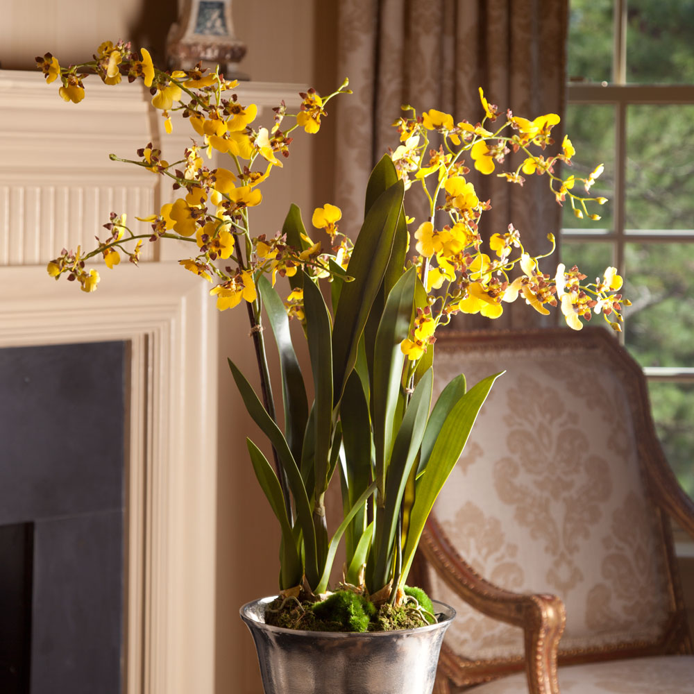 Yellow Dancing Orchid Drop-in 32"