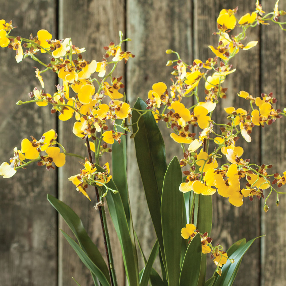 Yellow Dancing Orchid Drop-in 32"