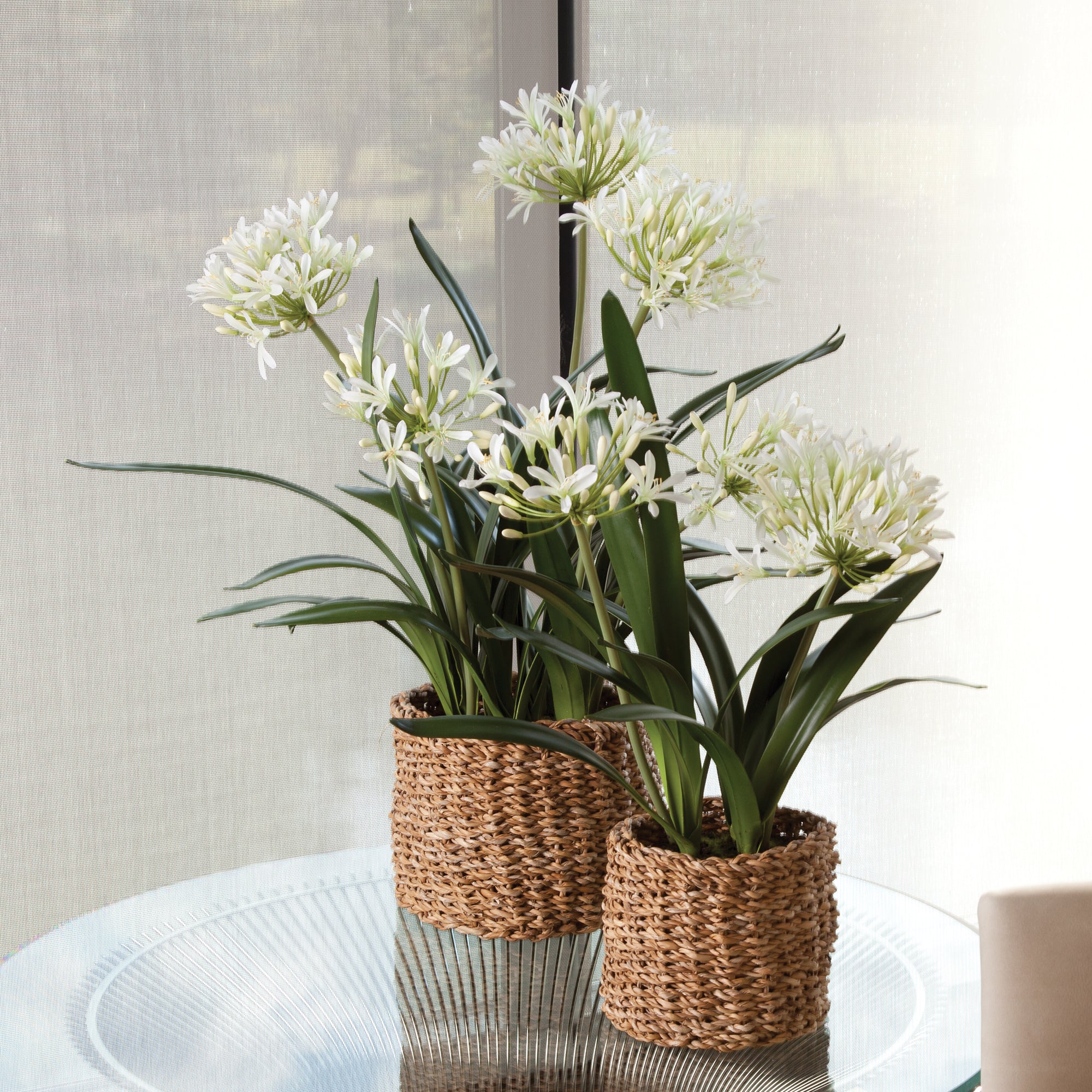 Agapanthus Blush Drop-in