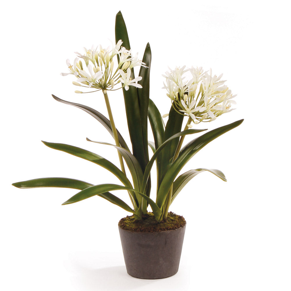 Agapanthus Blush Drop-in