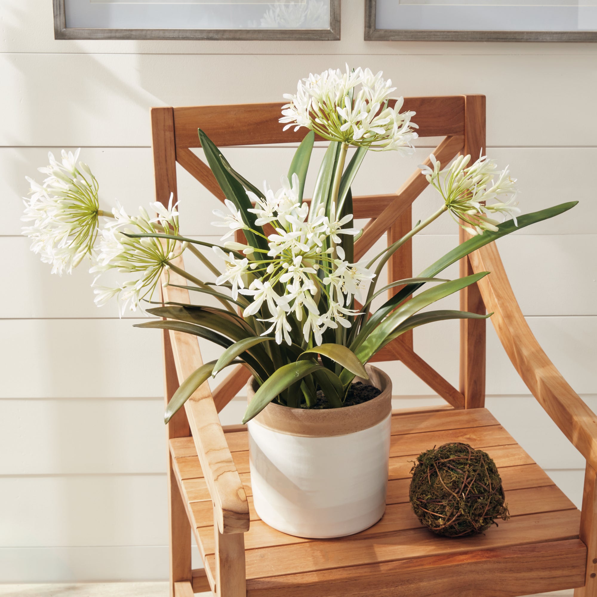 Agapanthus Blush Drop-in
