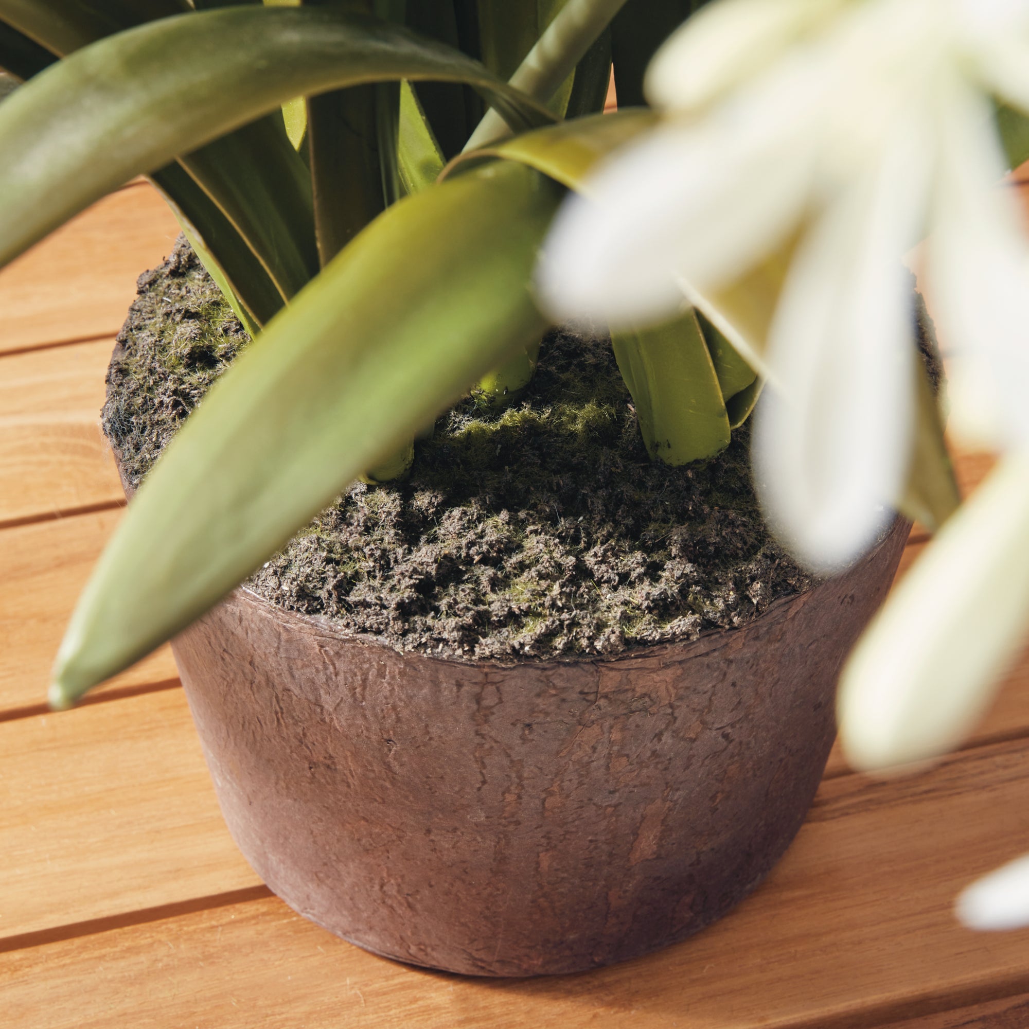 Agapanthus Blush Drop-in