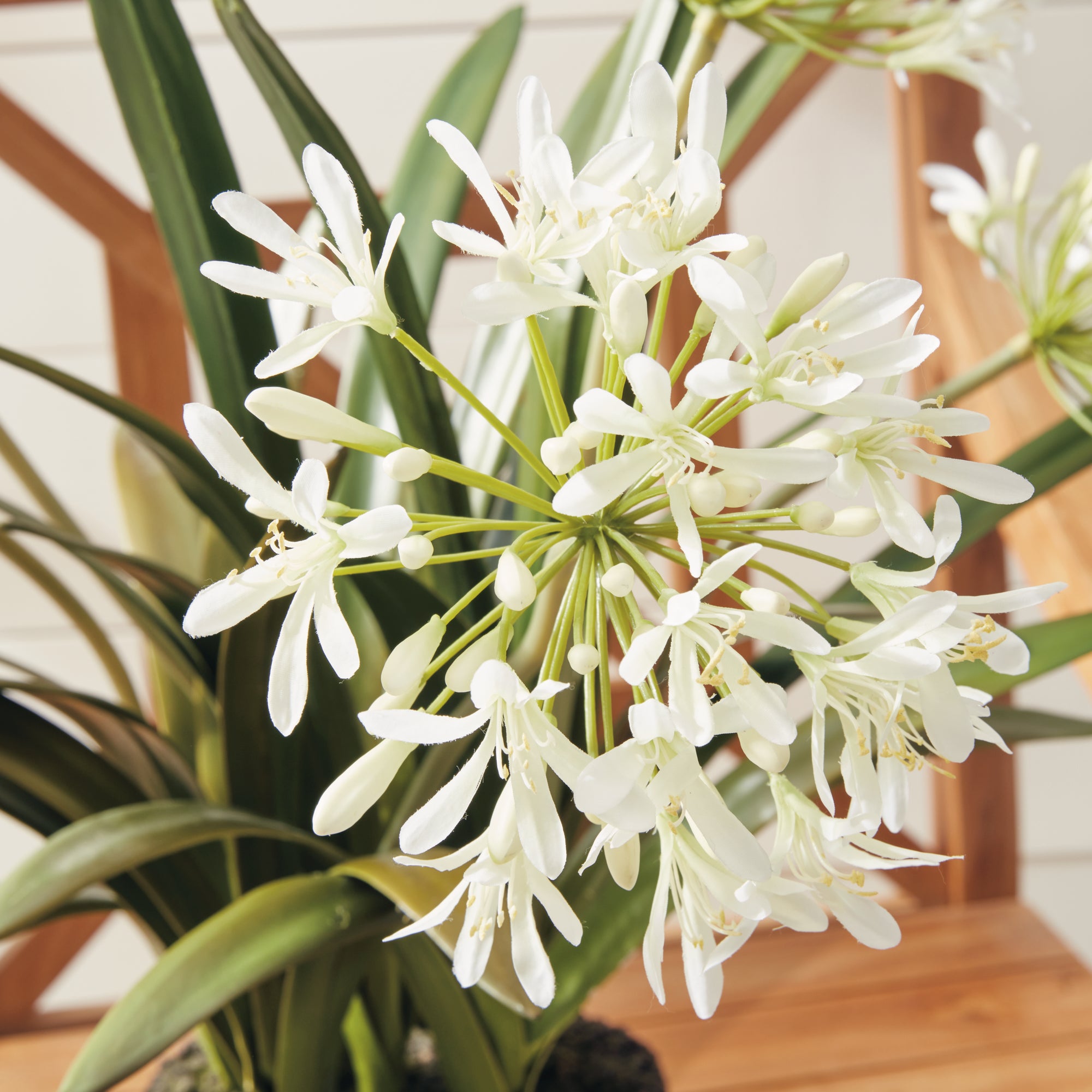 Agapanthus Blush Drop-in