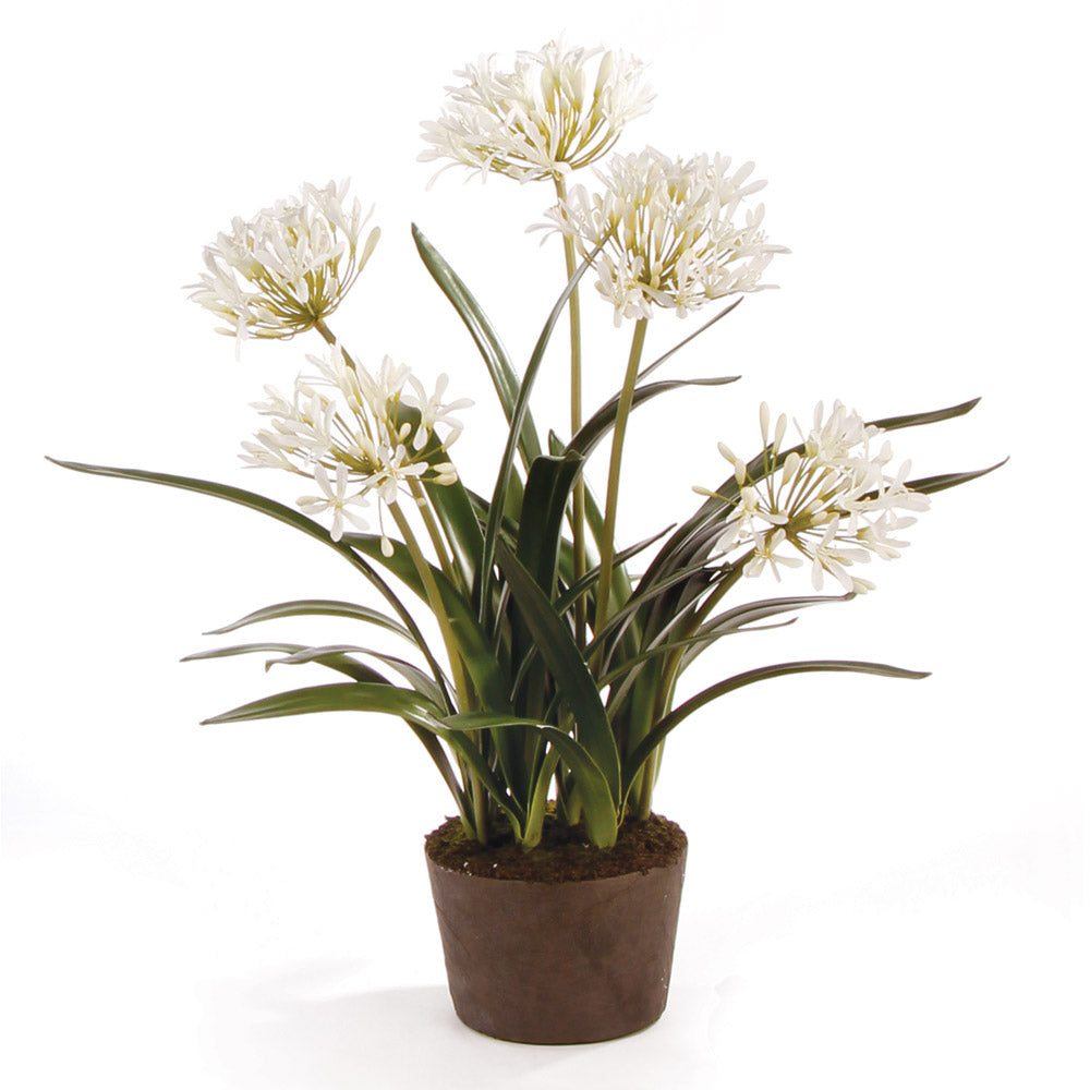 Agapanthus Blush Drop-in