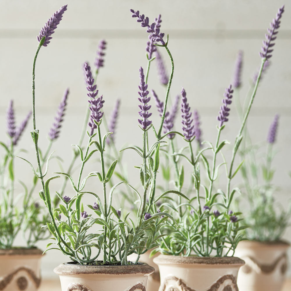Luxe Lavender Drop-In, Set of 6