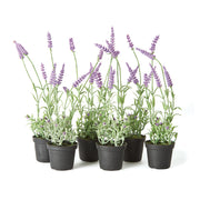Luxe Lavender Drop-In, Set of 6