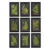 Ferniere Botanical Prints, Set of 9