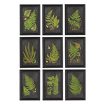 Ferniere Botanical Prints, Set of 9