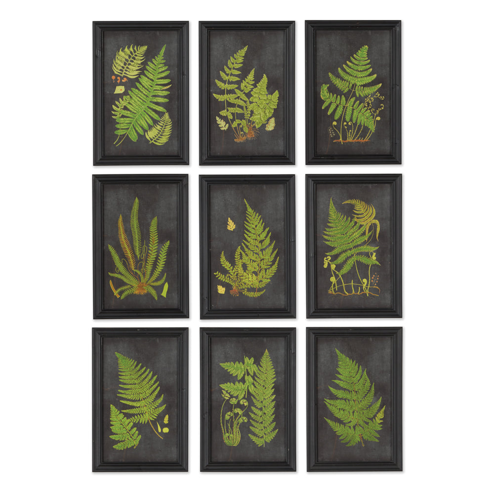 Ferniere Botanical Prints, Set of 9
