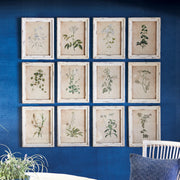 Framed Flora Botanical Prints, Set of 12