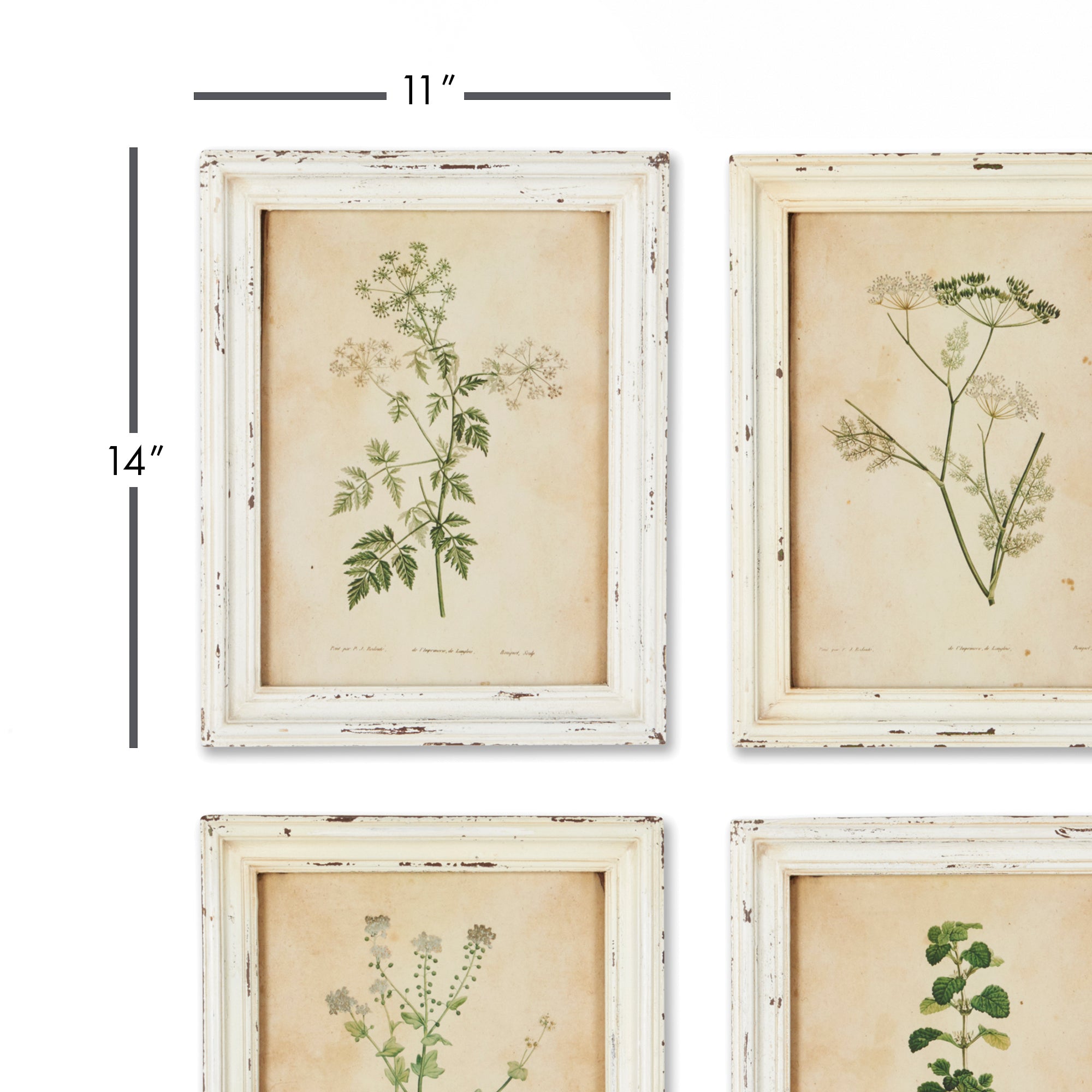 Framed Flora Botanical Prints, Set of 12