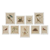 Framed Bird Sanctuary Prints, Set of 9