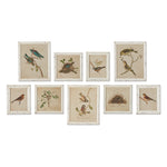 Framed Bird Sanctuary Prints, Set of 9