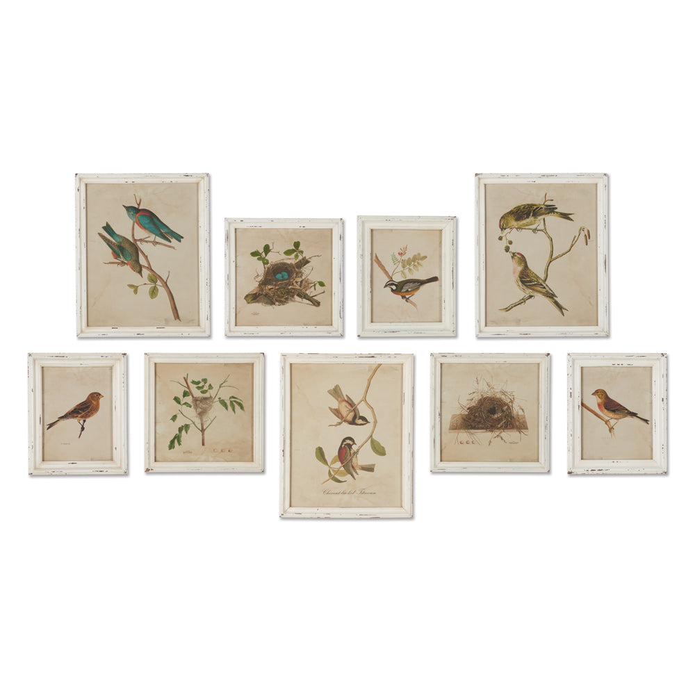 Framed Bird Sanctuary Prints, Set of 9