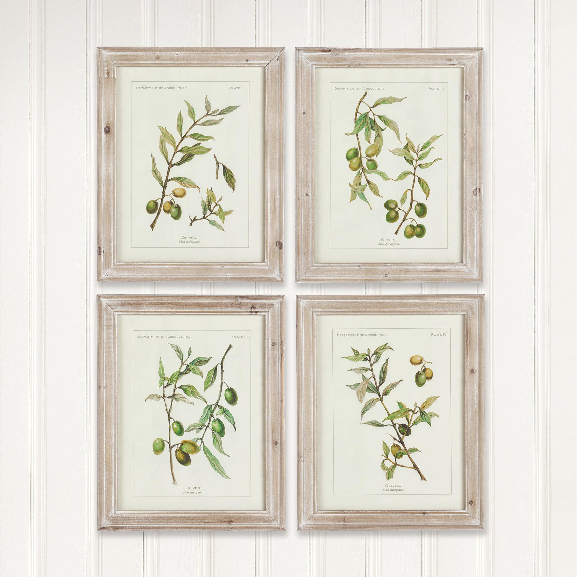 Framed Olive Branch Prints, Set of 4