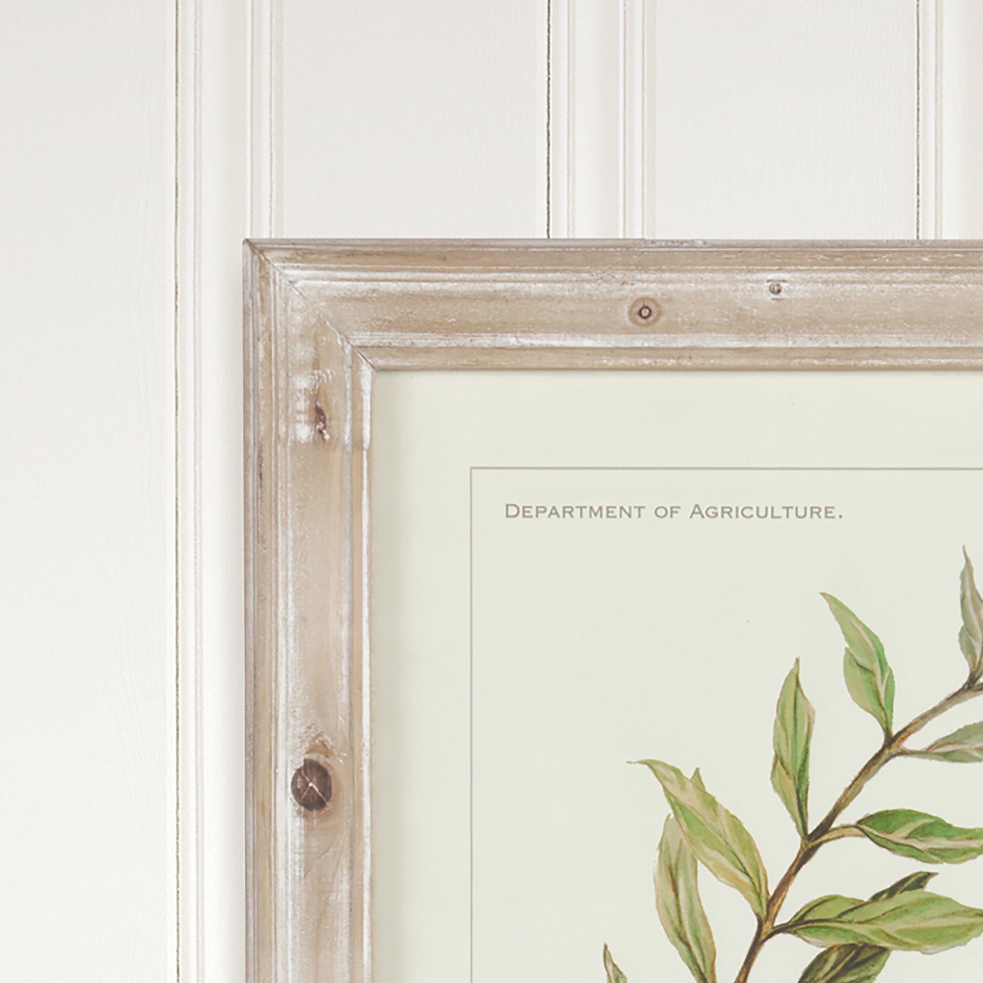 Framed Olive Branch Prints, Set of 4