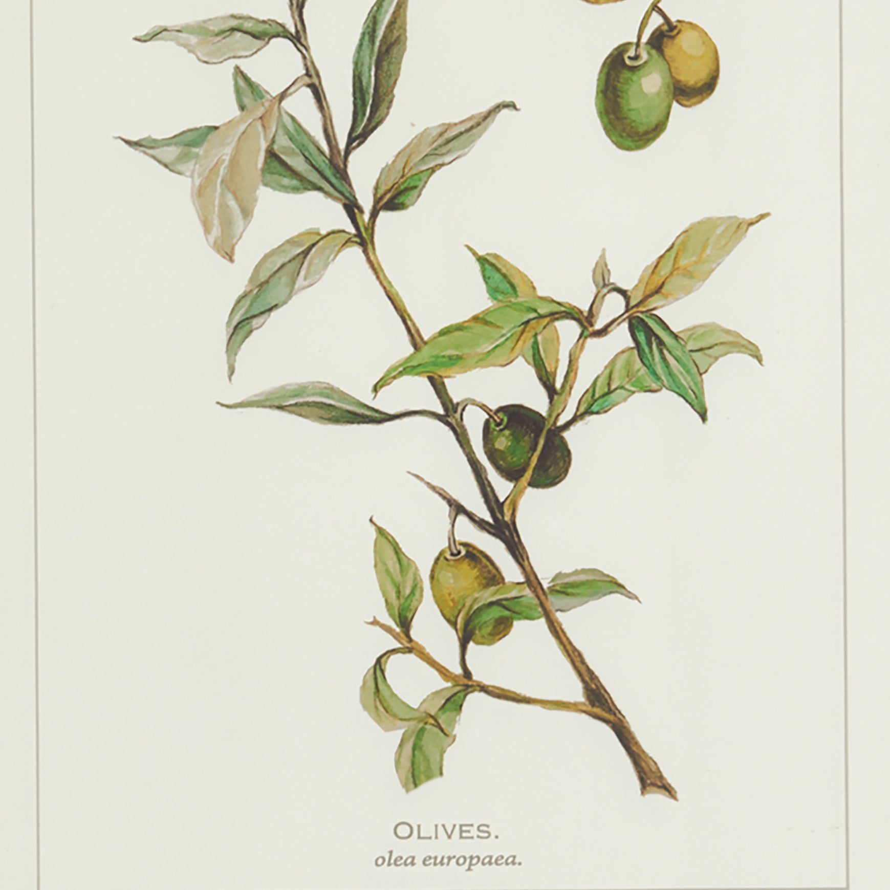 Framed Olive Branch Prints, Set of 4
