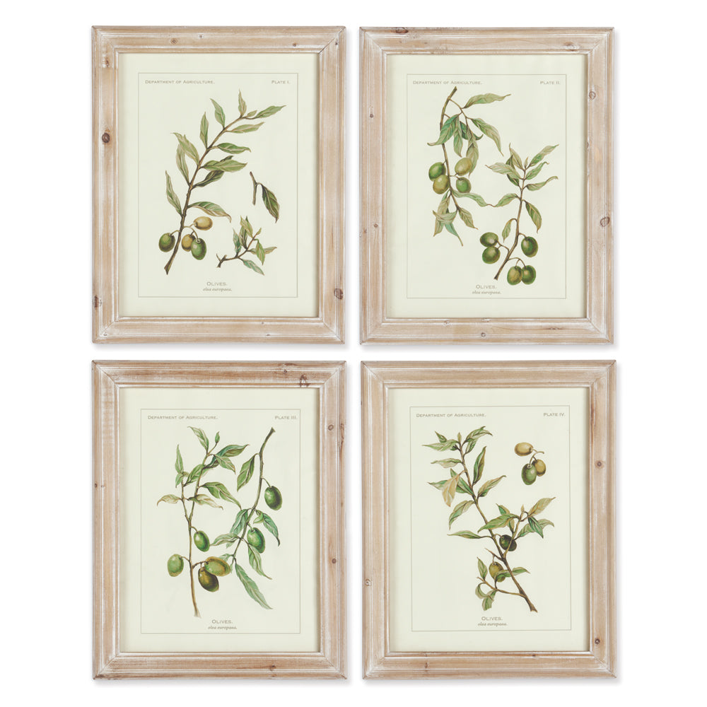 Framed Olive Branch Prints, Set of 4