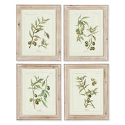 Framed Olive Branch Prints, Set of 4