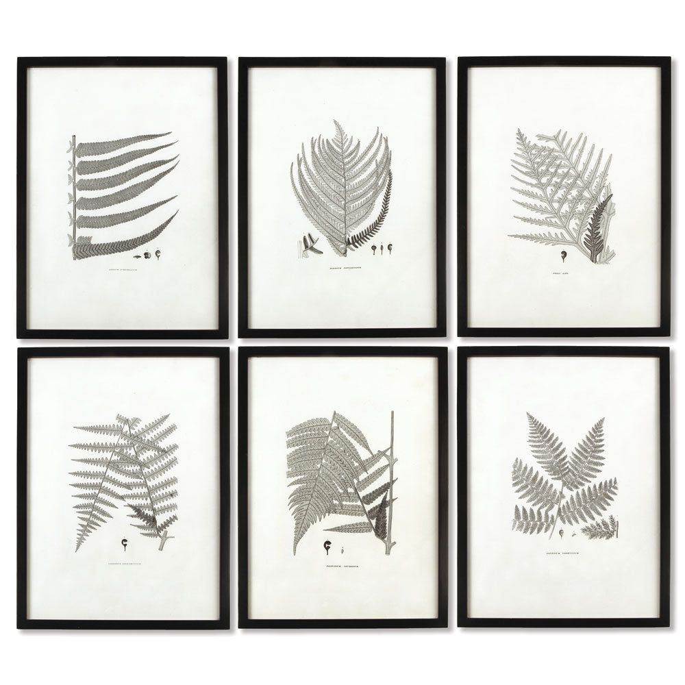 Framed Grayish Fern Prints, Set of 6
