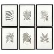 Framed Grayish Fern Prints, Set of 6