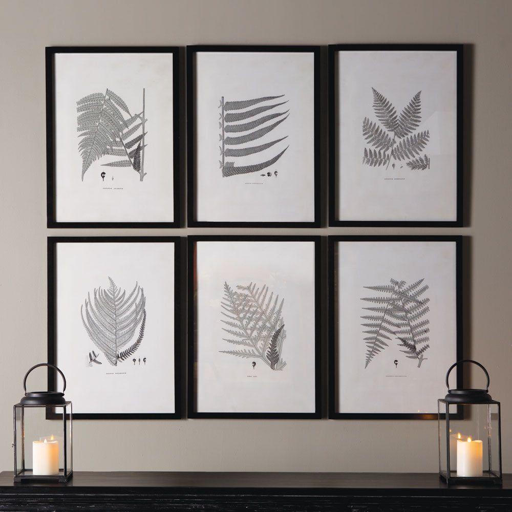 Framed Grayish Fern Prints, Set of 6