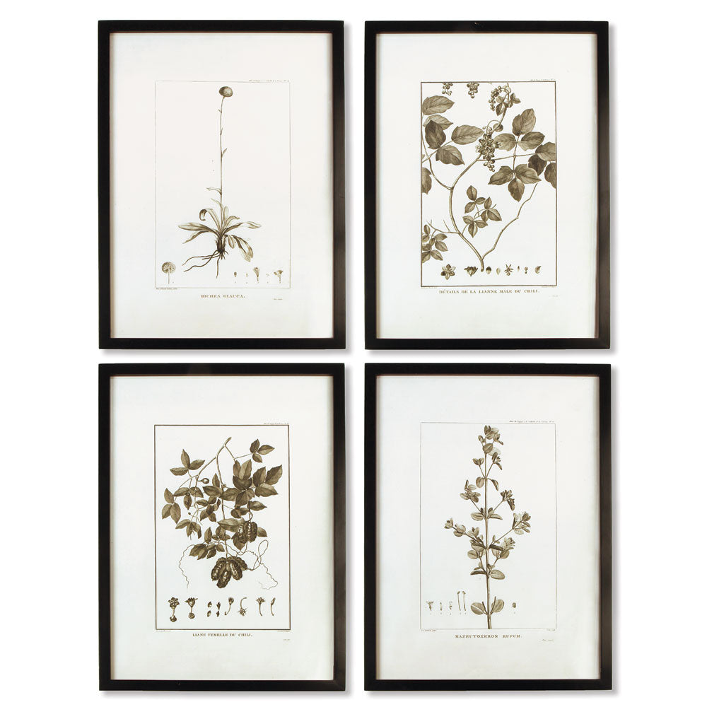 Framed Sepia Botanical Prints, Set of 4