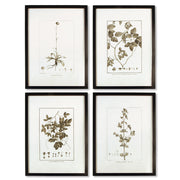 Framed Sepia Botanical Prints, Set of 4