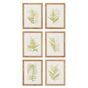 Framed Frond Study, Set of 6