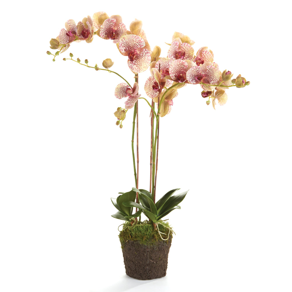 Speckled Phalaenopsis Drop-in