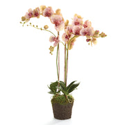 Speckled Phalaenopsis Drop-in