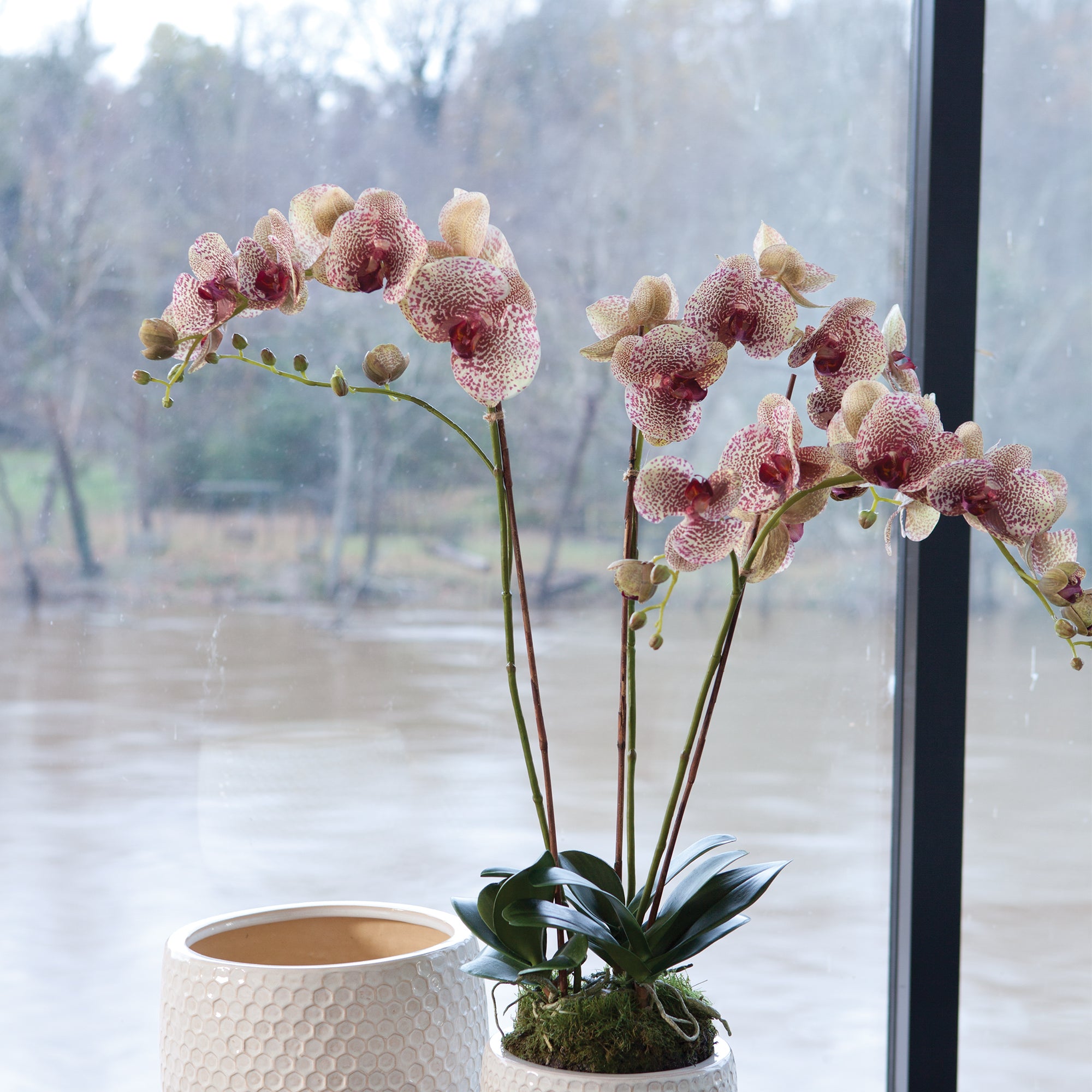 Speckled Phalaenopsis Drop-in