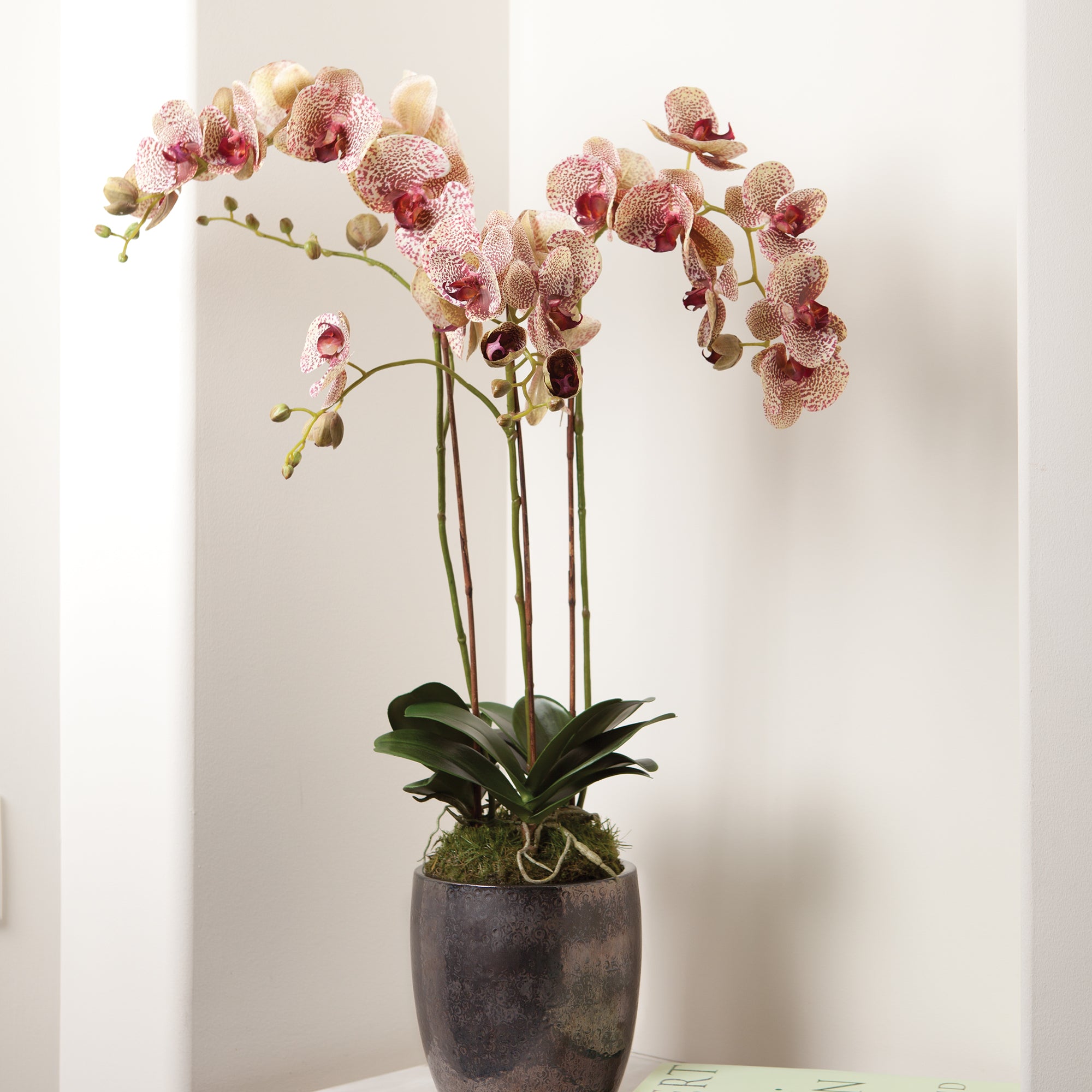 Speckled Phalaenopsis Drop-in