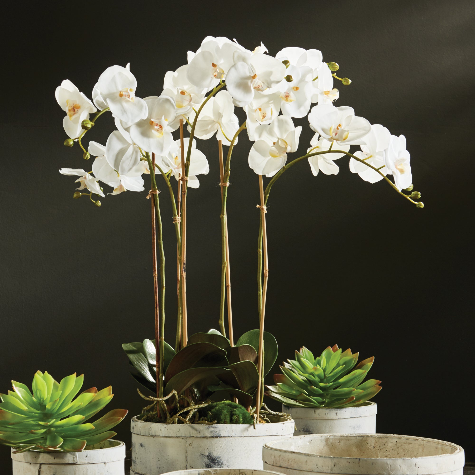 White Phalaenopsis Bowl Drop-in