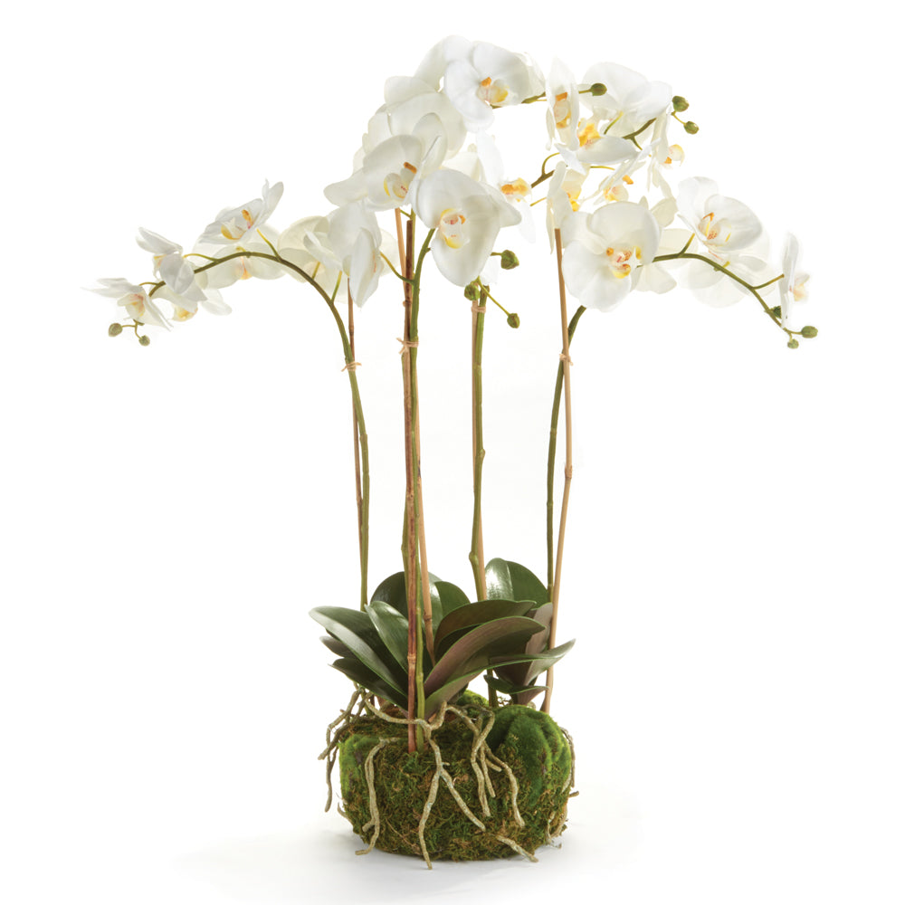 White Phalaenopsis Bowl Drop-in