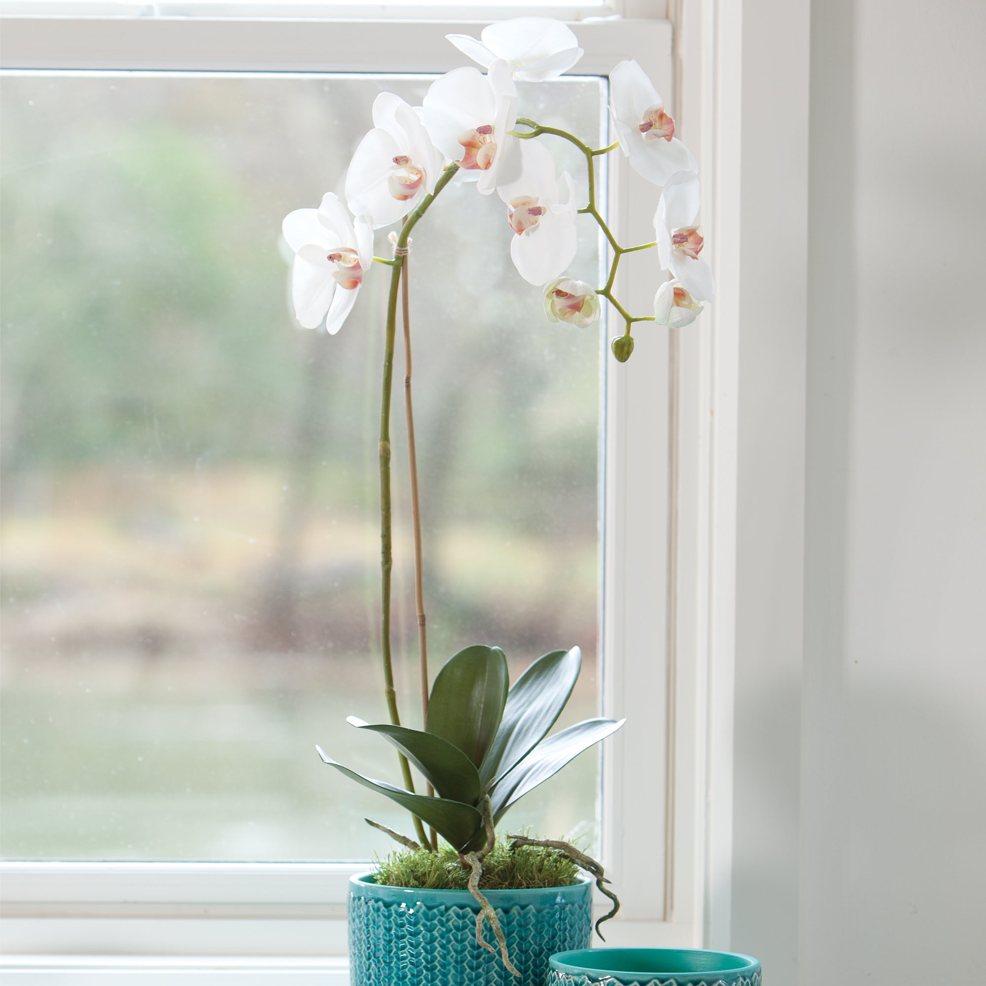 White Phalaenopsis Drop-in