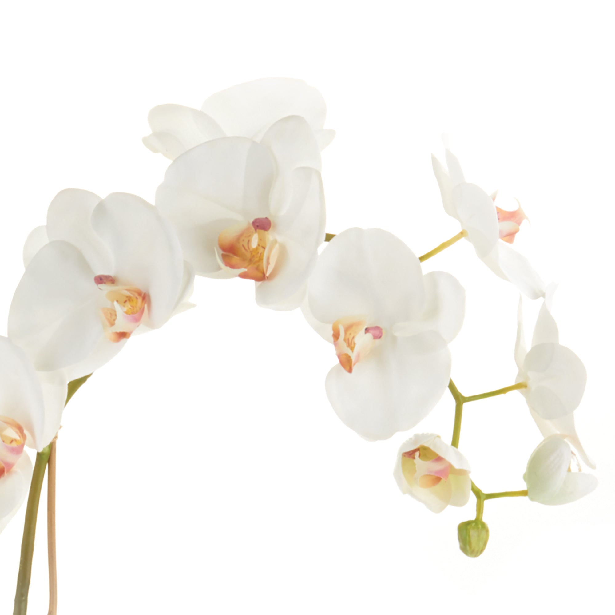 White Phalaenopsis Drop-in