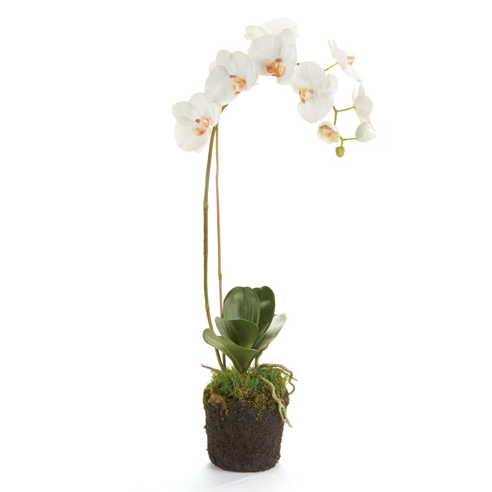 White Phalaenopsis Drop-in