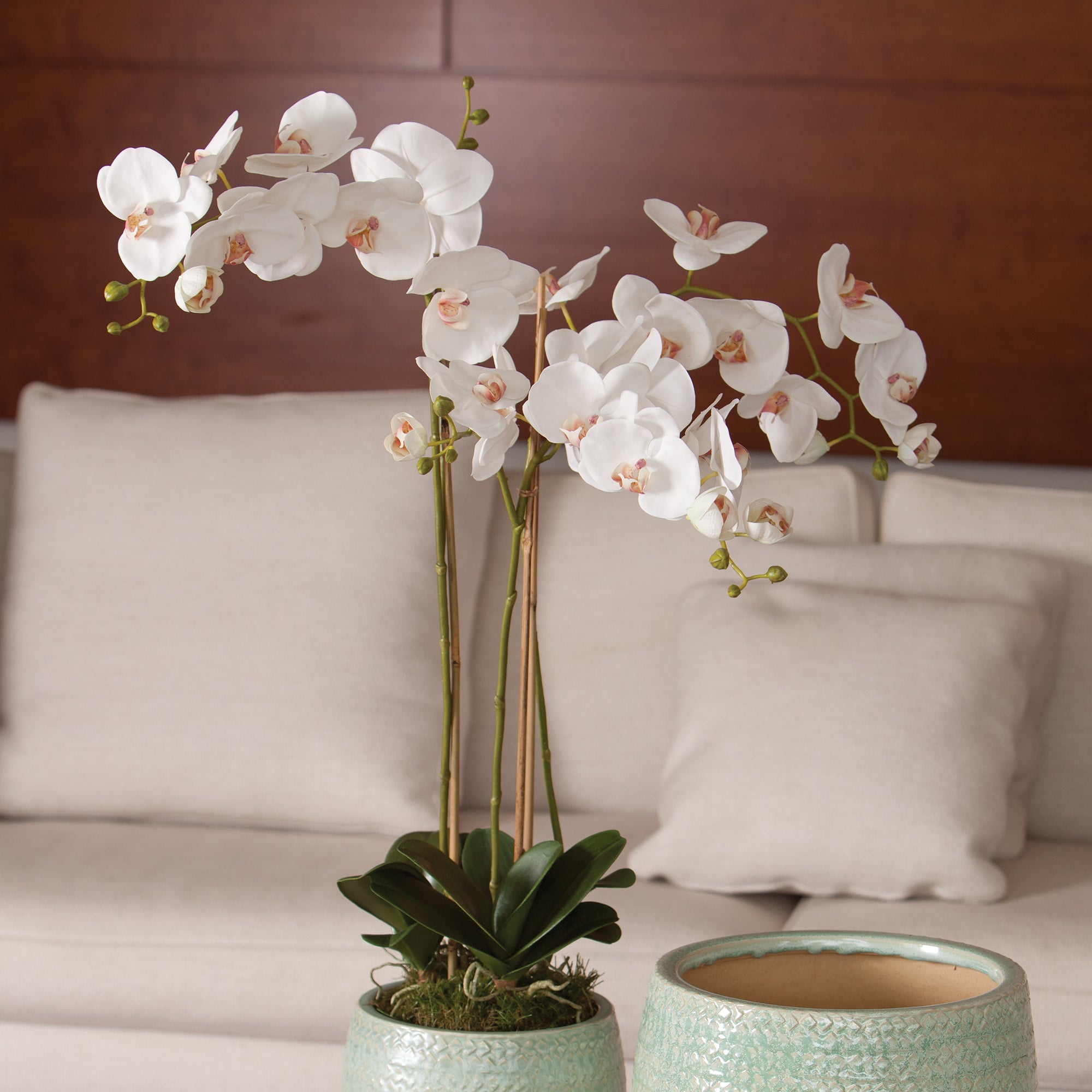 White Phalaenopsis Drop-in