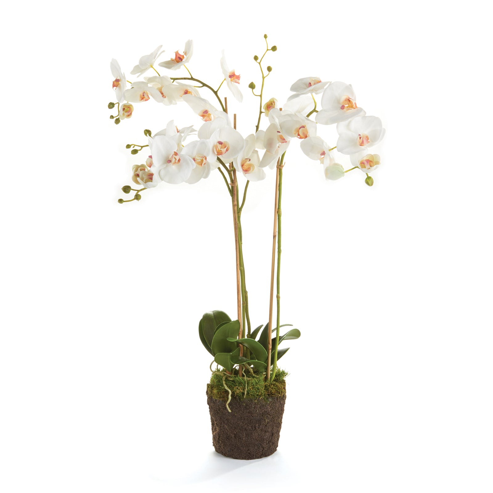 White Phalaenopsis Drop-in