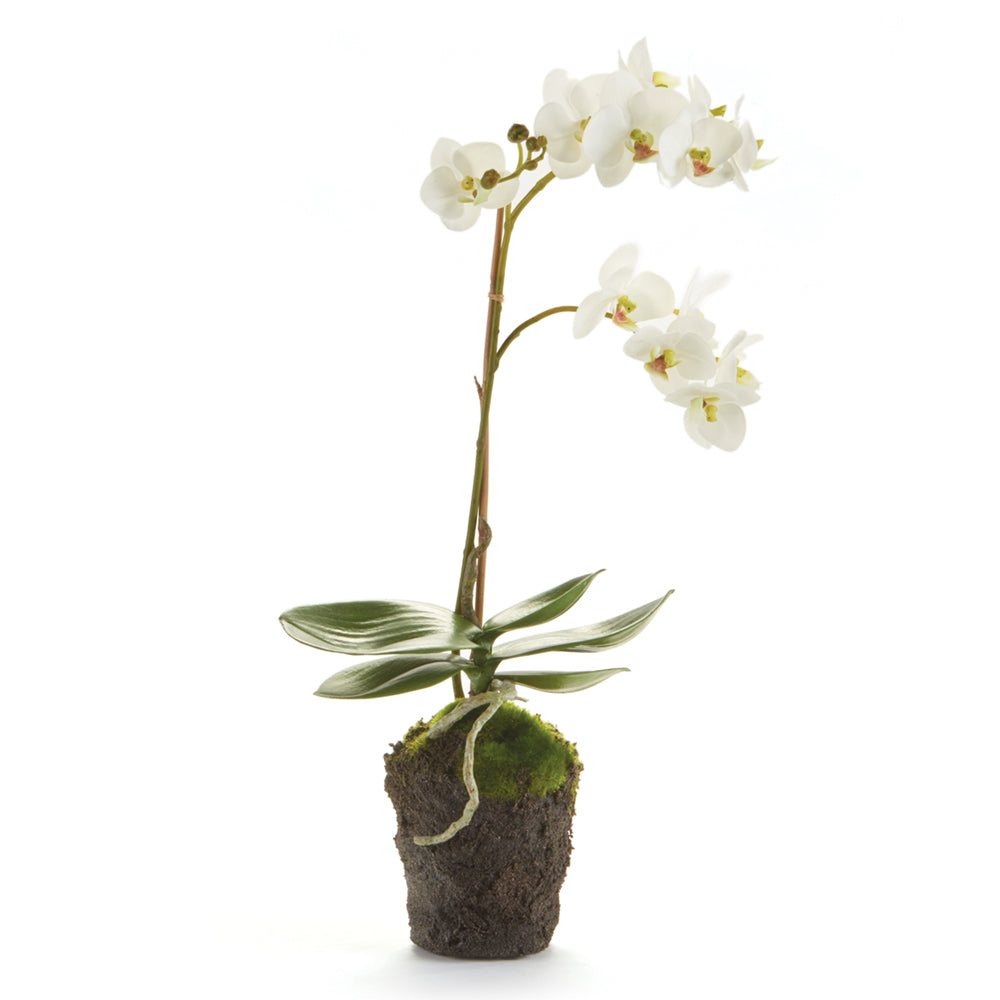 White Phalaenopsis Drop-in