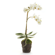 White Phalaenopsis Drop-in