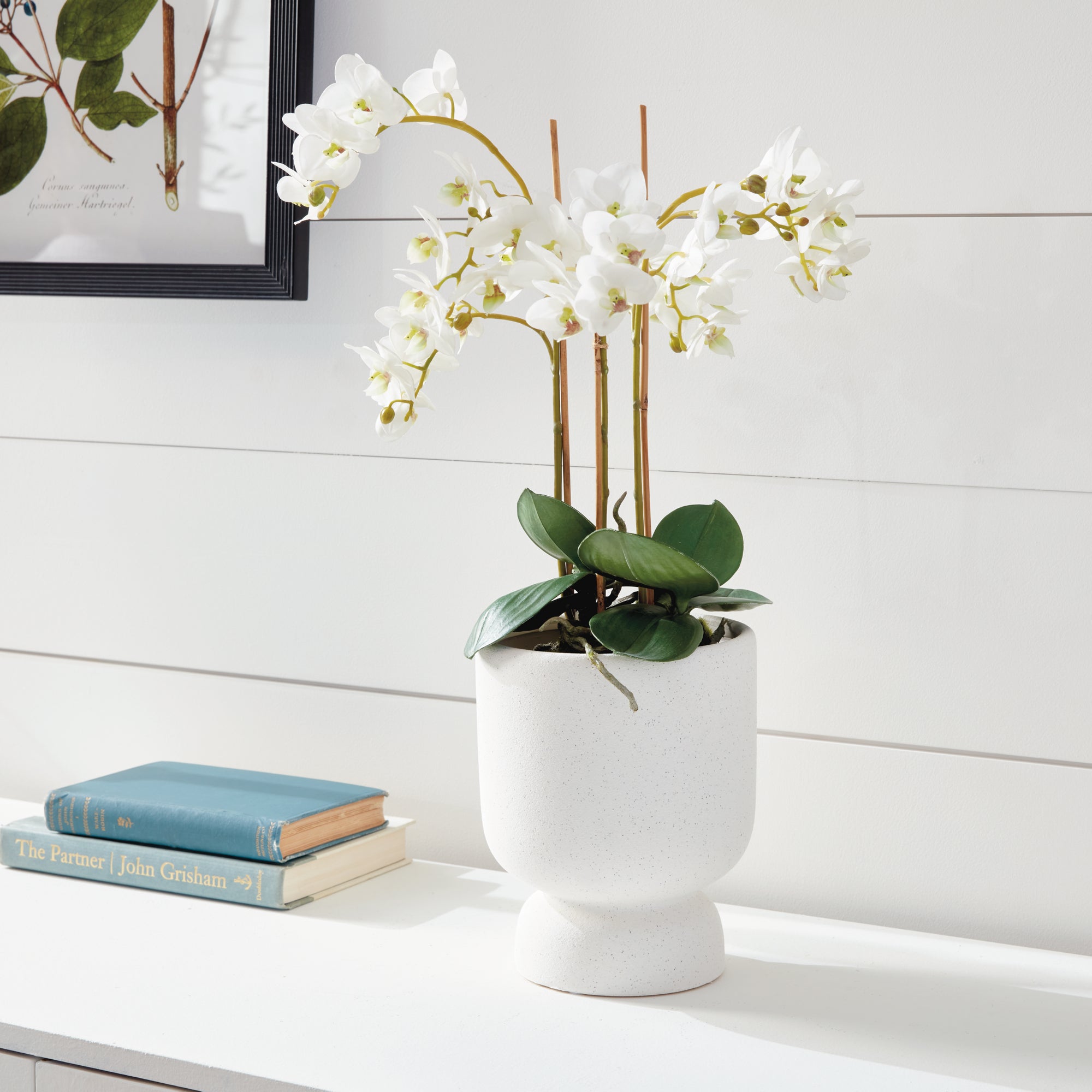 White Phalaenopsis Drop-in